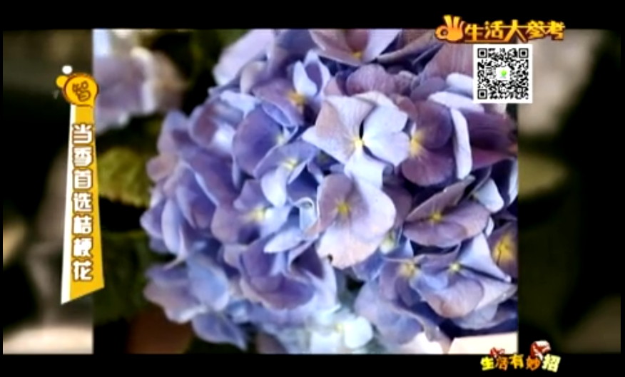 當季首選桔?；▇