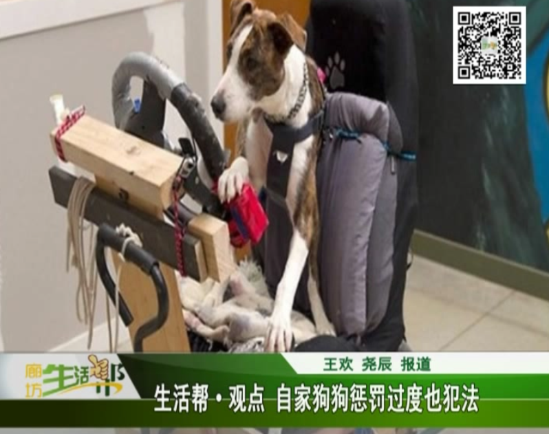 生活幫觀點(diǎn) 自家狗狗懲罰過(guò)度也犯法