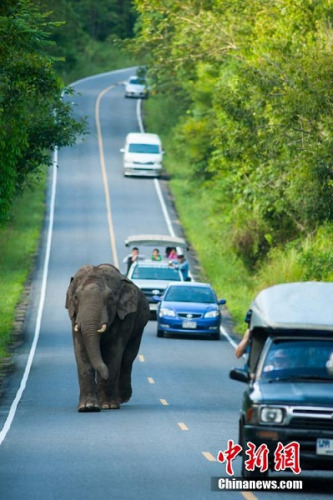 肯尼亞野象頭部被長(zhǎng)矛射中主動(dòng)向人類求助獲救