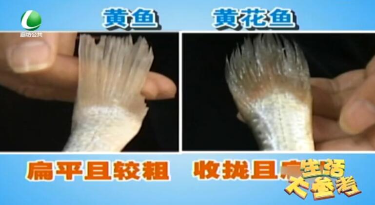 你真的會(huì)買黃花魚嗎？