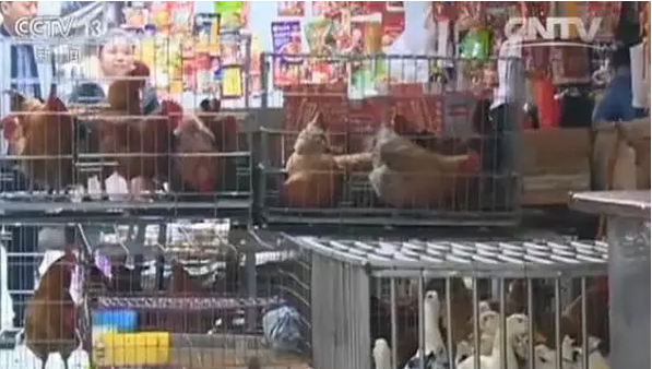 H7N9又來了，5分鐘教你如何對(duì)抗禽流感！