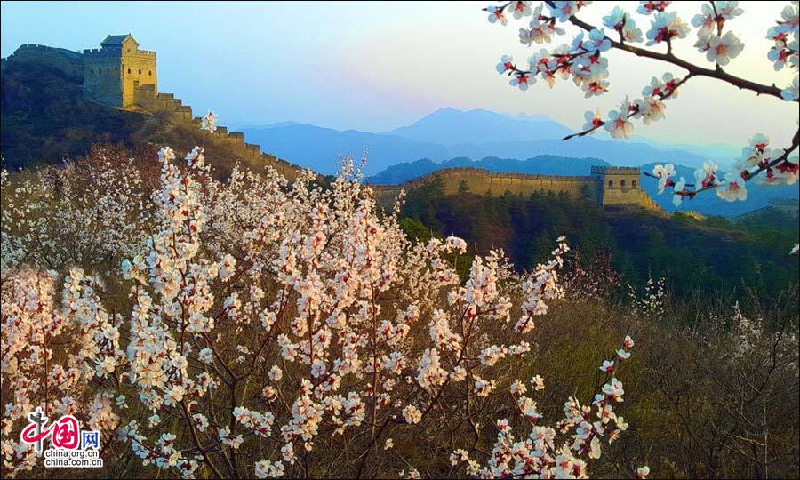 清明看長(zhǎng)城 金山嶺十萬(wàn)畝野山杏花待綻放