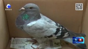 攜求愛(ài)信 信鴿墜落八卦洲