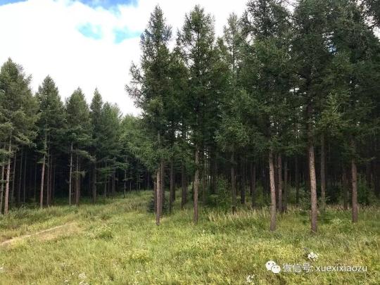 習(xí)總牽掛的塞罕壩，你去過嗎？小組剛?cè)ミ^！