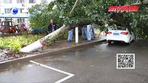 樹(shù)倒砸車(chē)誰(shuí)來(lái)?yè)?dān)責(zé)？