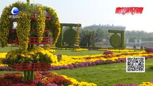 一片花海一片情 踏秋賞菊正當(dāng)時(shí)