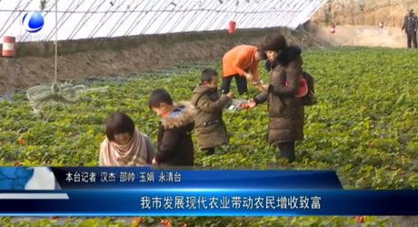 我市發(fā)展現(xiàn)代農(nóng)業(yè)帶動(dòng)農(nóng)民增收致富