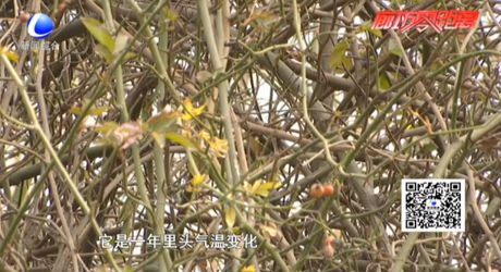 今日驚蟄春雷始 本周氣溫“先抑后揚”