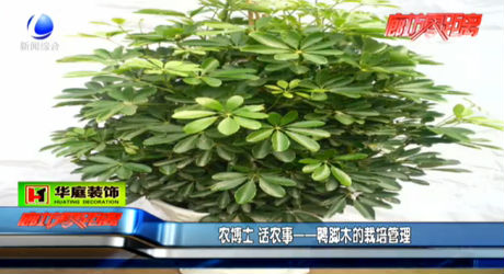 農(nóng)博士 話農(nóng)事——鴨腳木的栽培管理