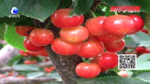 春分養(yǎng)生 以“和”為本