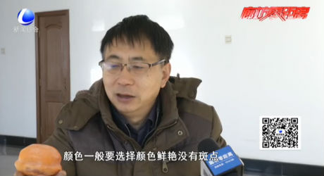 食在好源頭——柿子的食用價值