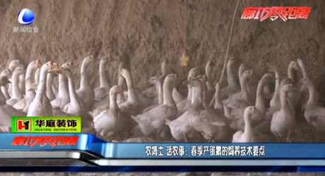 春季產蛋鵝的飼養(yǎng)技術要點