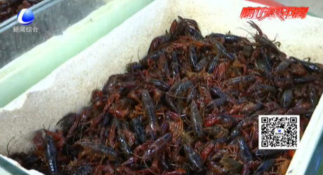小龍蝦上市 價(jià)格略高