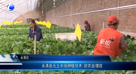永清縣無(wú)土水培種植技術(shù) 助農(nóng)業(yè)增效