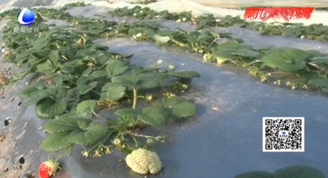 長相奇怪的草莓能吃嗎？