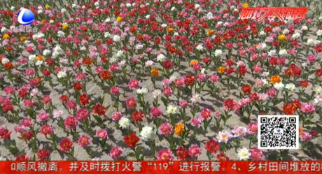 50萬(wàn)株郁金香“花海梯田”等您來觀賞