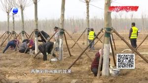 廊坊開發(fā)區(qū)“一地、一帶、五路”造林綠化工作進(jìn)展順利