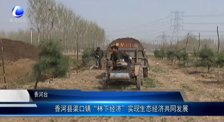 香河縣渠口鎮(zhèn)“林業(yè)經(jīng)濟(jì)”實(shí)現(xiàn)生態(tài)經(jīng)濟(jì)共同發(fā)展