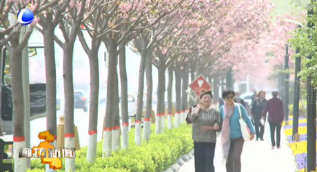 廊坊開發(fā)區(qū)友誼路櫻花綻放盛世美顏