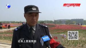 郁金香開放爛漫時(shí) 文明賞花莫“傷花”