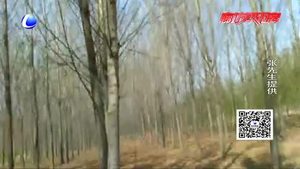 碼頭鎮(zhèn)孫披莊村楊樹蟲害嚴(yán)重