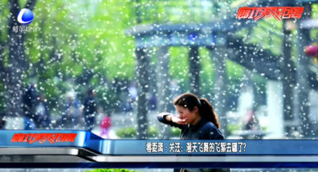 漫天飛舞的飛絮哪去了？
