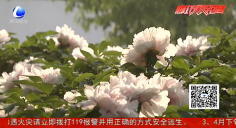 人間四月芳菲盡 公園牡丹正當(dāng)時