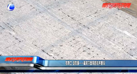 農(nóng)博士 話農(nóng)事——蔬菜穴盤育苗技術(shù)要點(diǎn)