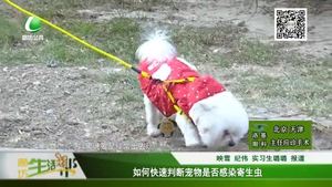 如何快速判斷寵物是否感染寄生蟲(chóng)