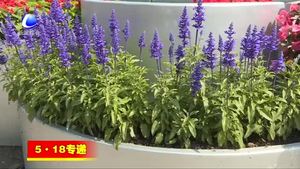 廊坊開發(fā)區(qū)花團(tuán)錦簇迎盛會(huì)
