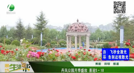 丹鳳公園月季盛放 喜迎5.18