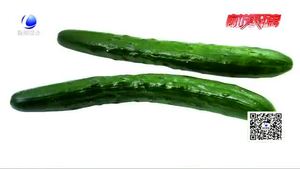 頂花帶刺黃瓜涂過避孕藥？專家；不可信