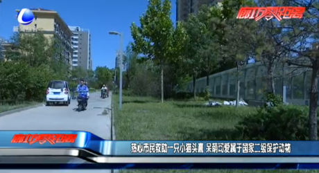 熱心市民救助一只小貓頭鷹 呆萌可愛屬于國(guó)家二級(jí)保護(hù)動(dòng)物