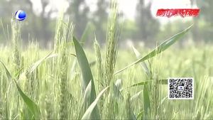 冬小麥春夏季管理技術(shù)要點(diǎn)指導(dǎo)
