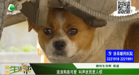 流浪狗雖可愛(ài) 叫聲擾民惹人煩