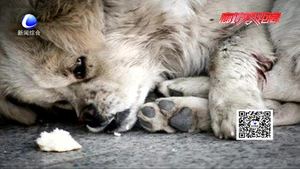 女生校內(nèi)遭流浪狗死要如何管理成難題