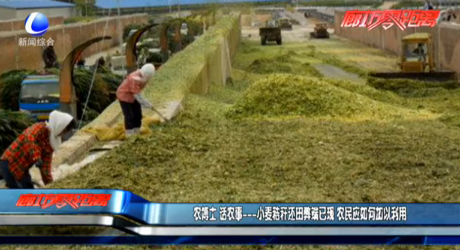 農(nóng)博士 話農(nóng)事——小麥秸稈還田弊端已現(xiàn) 農(nóng)民應(yīng)如何加以利用