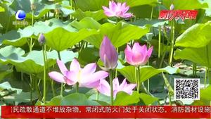 夏至已至 養(yǎng)生應(yīng)護陽