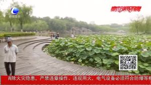 雨后觀荷 沁醉人心