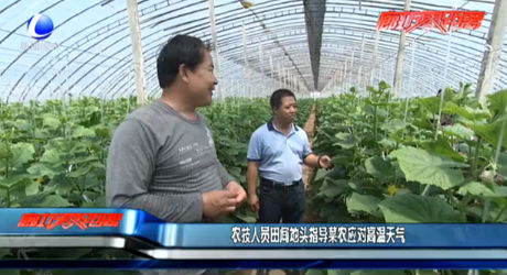 農(nóng)技人員田間地頭指導(dǎo)菜農(nóng)應(yīng)對(duì)高溫天氣