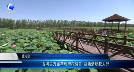 香河縣萬(wàn)畝荷塘荷花盛開(kāi) 嬌艷清新惹人醉