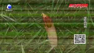 霸州發(fā)現(xiàn)五棱散尾鬼筆