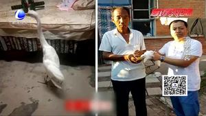 白鷹重傷被狗追 好心老人出手相救