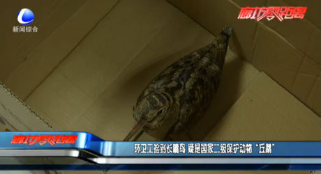 環(huán)衛(wèi)工撿到長(zhǎng)嘴鳥(niǎo) 疑是國(guó)家二級(jí)保護(hù)動(dòng)物“丘鷸”