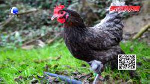 食在好源頭——雞肉的營(yíng)養(yǎng)價(jià)值