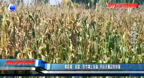 農(nóng)作物上保險(xiǎn) 災(zāi)后還需及時(shí)申報(bào)