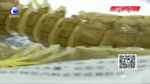 皮皮蝦被注膠？專家實驗辟謠