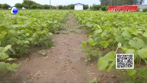 農(nóng)博士 話農(nóng)事——新品種黑綠豆栽培技術(shù)