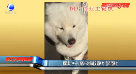 零距離·關(guān)注：毒狗行為倒逼文明養(yǎng)犬 引市民熱議