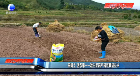 農(nóng)博士 話農(nóng)事——秋白菜高產(chǎn)高效栽培技術